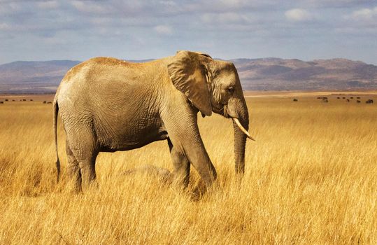 Elephant in Wildlife