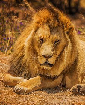 Beautiful lion in the nature