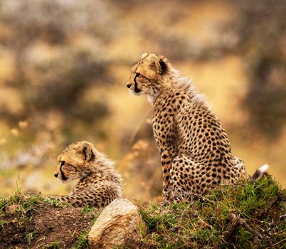 Beautiful cheetah in Wildlife