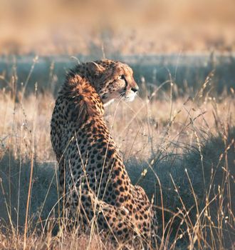 Beautiful cheetah in Wildlife