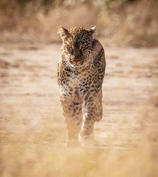 Beautiful cheetah in Wildlife