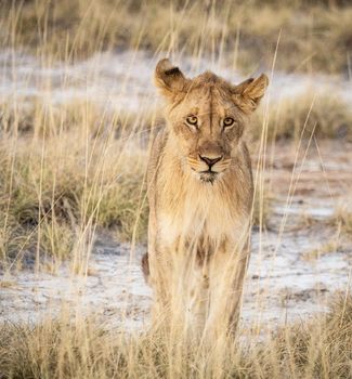 Beautiful lioness in the nature