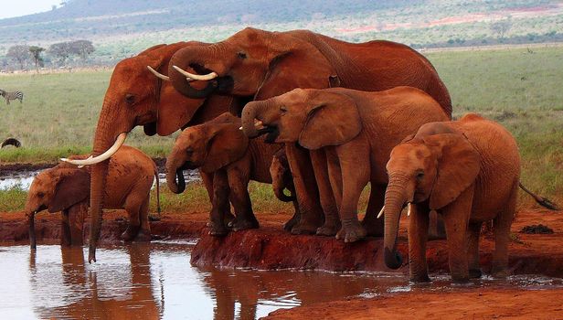 Beautiful Elephant  in national park