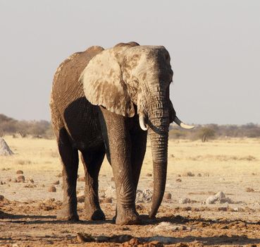 Beautiful Elephant  in national park