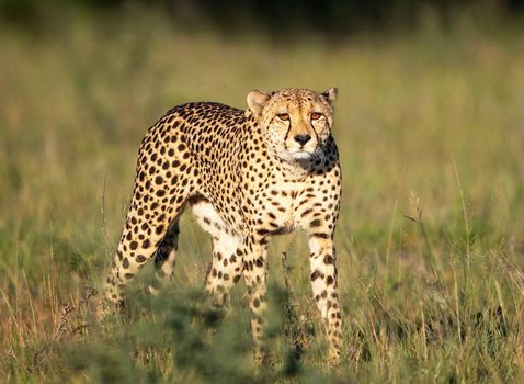 Beautiful cheetah in Wildlife