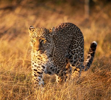 Beautiful portrait of a leopard