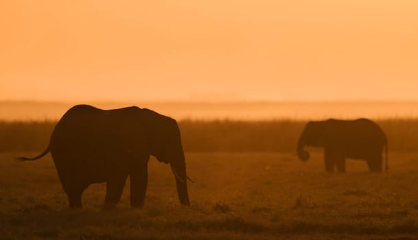 Elephant in Wildlife