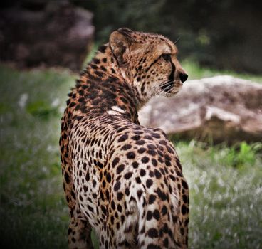 Beautiful cheetah in Wildlife