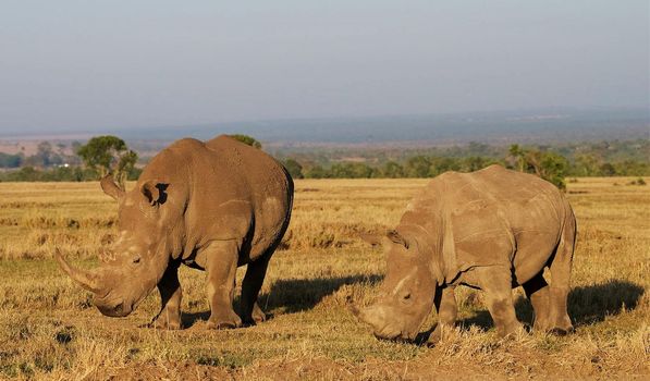 Beautiful Elephant  in national park