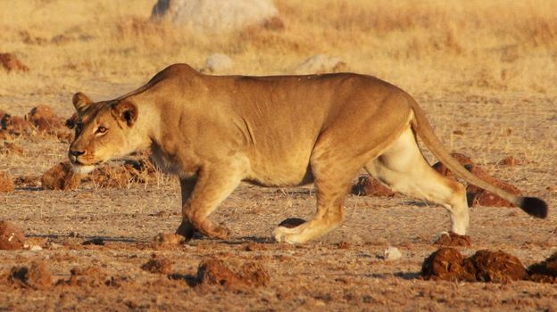 Beautiful lioness in the nature