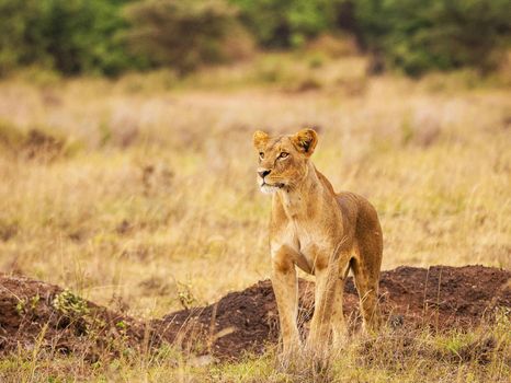 Beautiful lioness in the nature