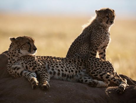 Beautiful cheetah in Wildlife