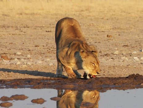 Beautiful lioness in the nature