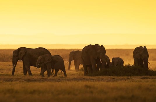 Elephant in Wildlife