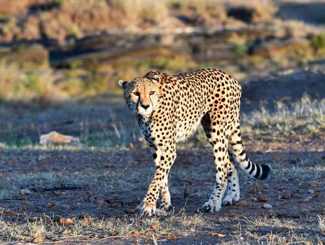 Beautiful cheetah in Wildlife