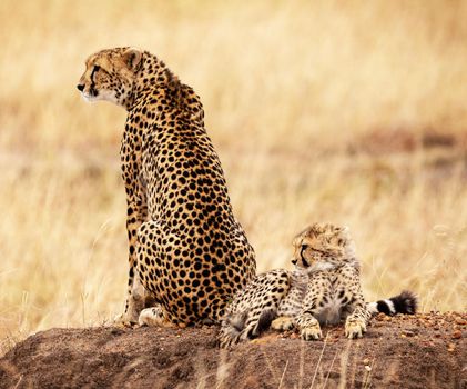 Beautiful cheetah in Wildlife