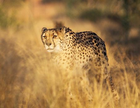 Beautiful cheetah in Wildlife