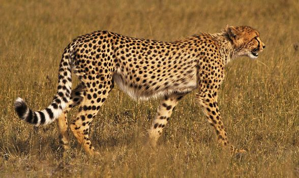 Beautiful cheetah in Wildlife