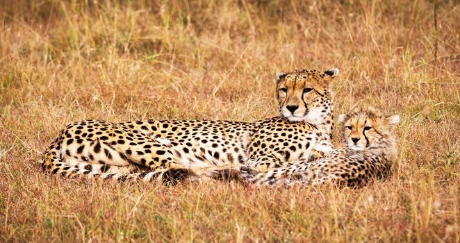 Beautiful cheetah in Wildlife