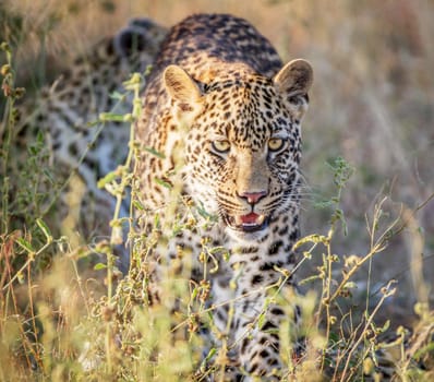 Beautiful portrait of a leopard