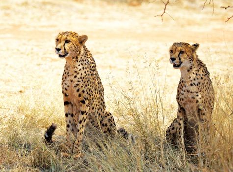 Beautiful cheetah in Wildlife