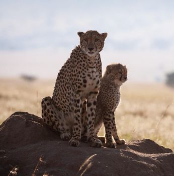 Beautiful cheetah in Wildlife