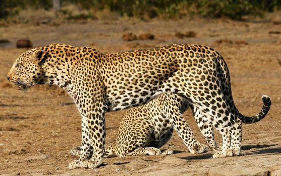 Beautiful cheetah in Wildlife