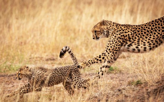 Beautiful cheetah in Wildlife