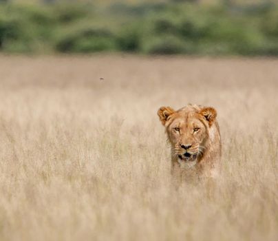 Beautiful lioness in the nature