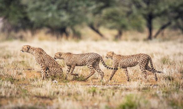 Beautiful cheetah in Wildlife