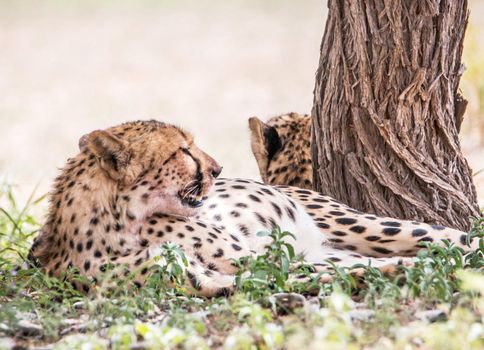 Beautiful cheetah in Wildlife