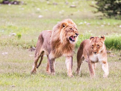 Beautiful lion in the nature