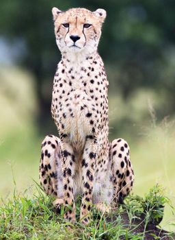 Beautiful cheetah in Wildlife