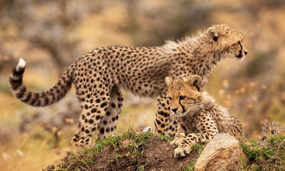Beautiful cheetah in Wildlife