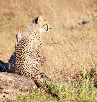 Beautiful cheetah in Wildlife