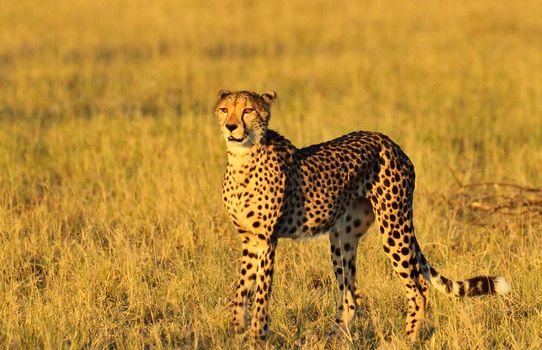 Beautiful cheetah in Wildlife