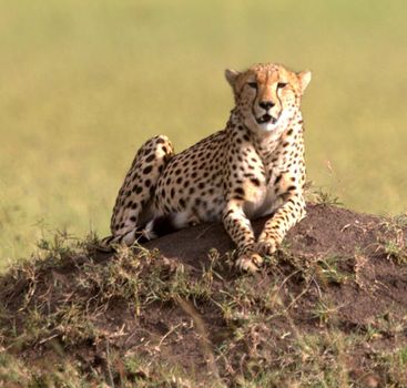 Beautiful cheetah in Wildlife