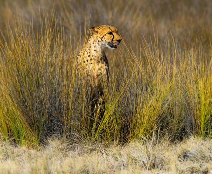 Beautiful cheetah in Wildlife