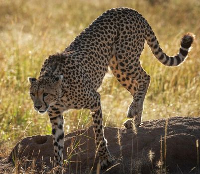 Beautiful cheetah in Wildlife