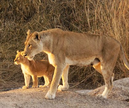 Beautiful lioness in the nature