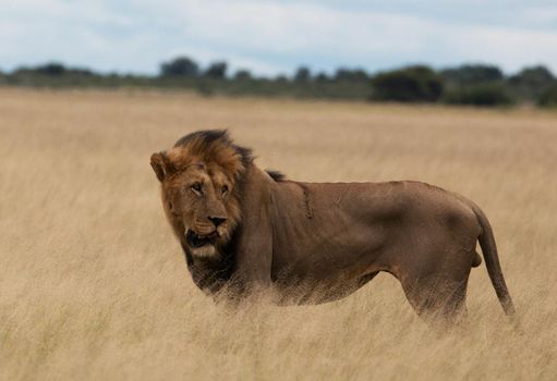 Beautiful lion in the nature