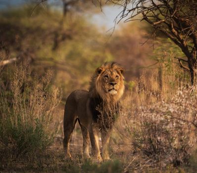 Beautiful lion in the nature