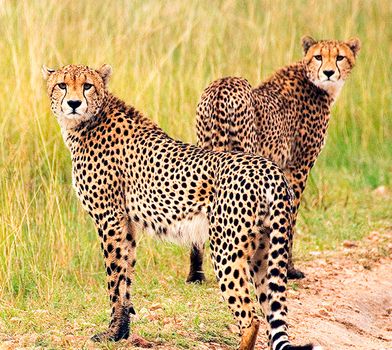 Beautiful cheetah in Wildlife