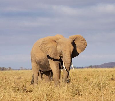 Beautiful Elephant  in national park