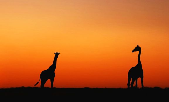 Beautiful Wild animal  in the nature