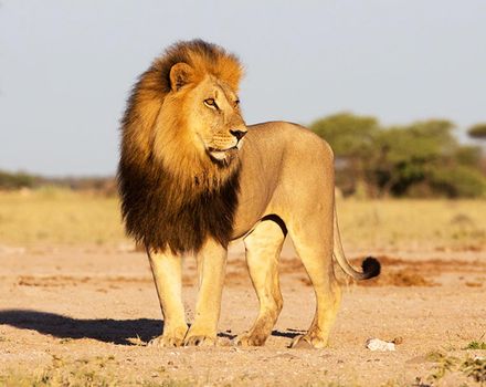 Beautiful lion in the nature