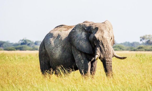Beautiful Elephant  in national park