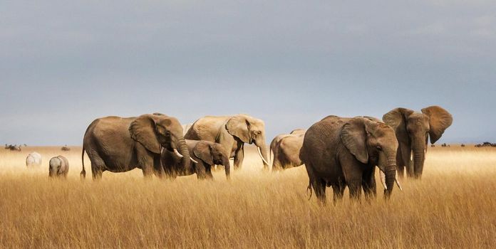 Beautiful Elephant  in national park