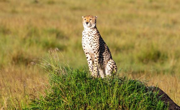 Beautiful cheetah in Wildlife