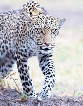 Beautiful portrait of a leopard